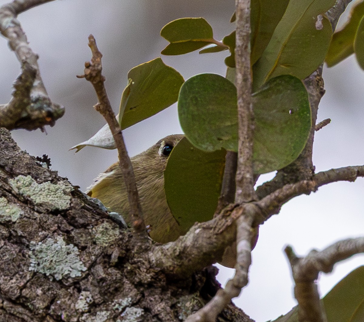 Ruby-crowned Kinglet - ML652345229