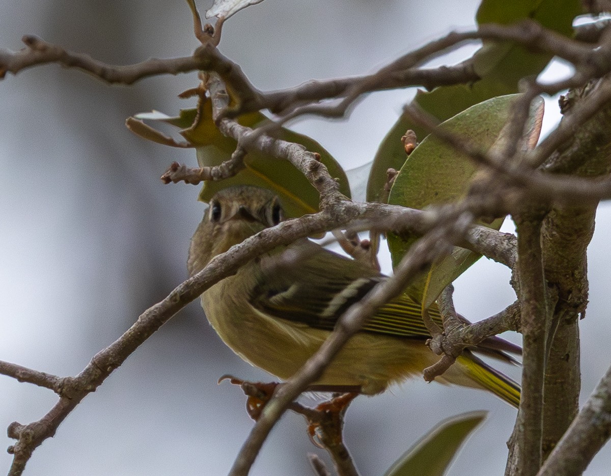 Ruby-crowned Kinglet - ML652345235