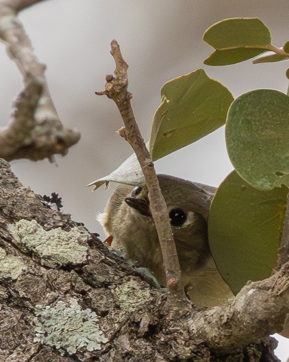 Ruby-crowned Kinglet - ML652345244