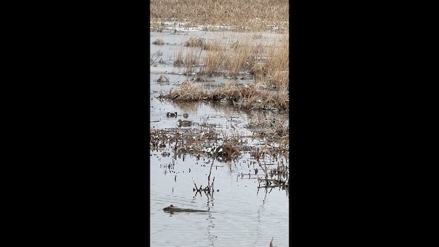 lžičák pestrý - ML652345256