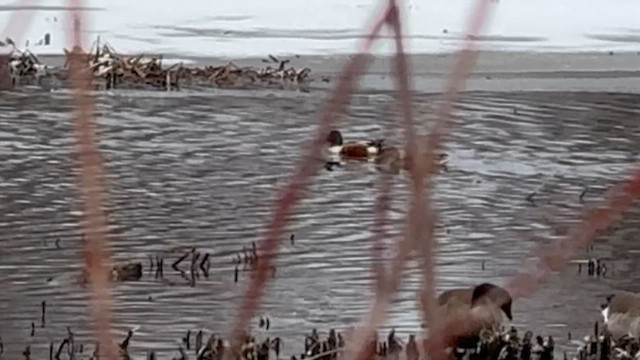 lžičák pestrý - ML652345377