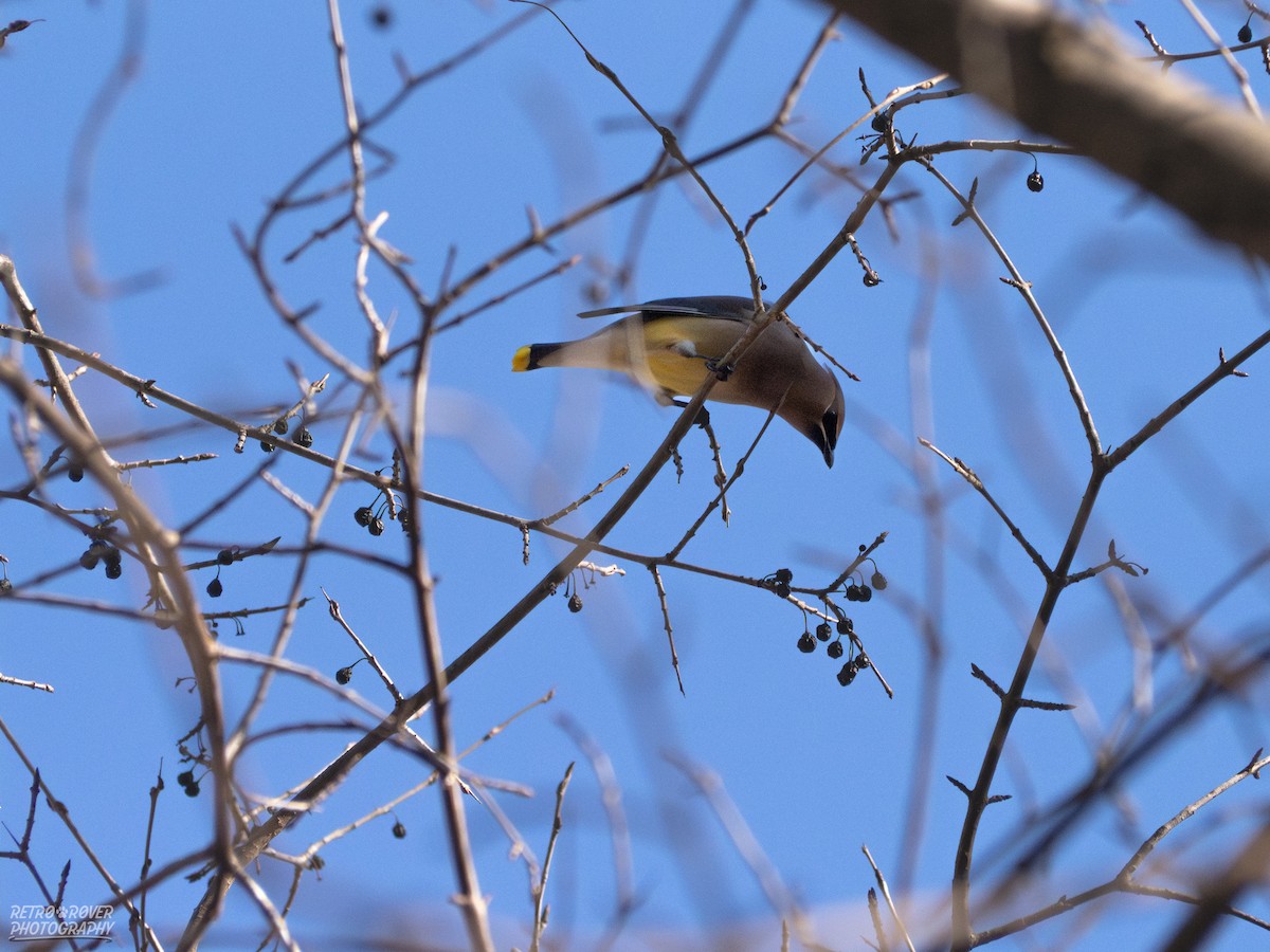 ヒメレンジャク - ML652345556