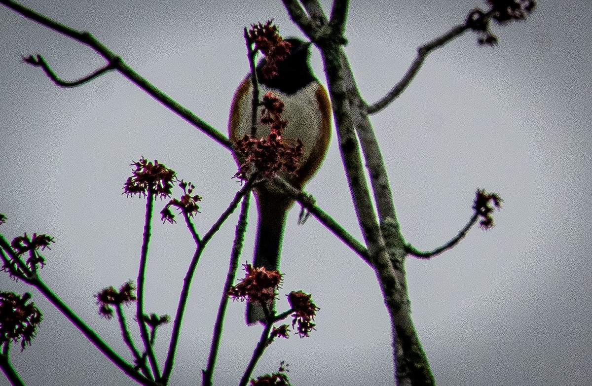 Красноглазый тохи - ML652345613