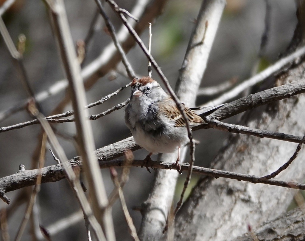 Chingolo Cejiblanco - ML652345896