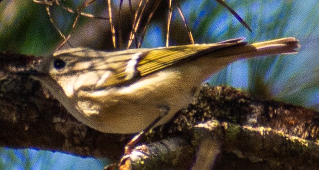 Ruby-crowned Kinglet - ML652346053