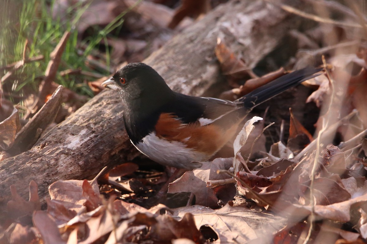 Красноглазый тохи - ML652346172