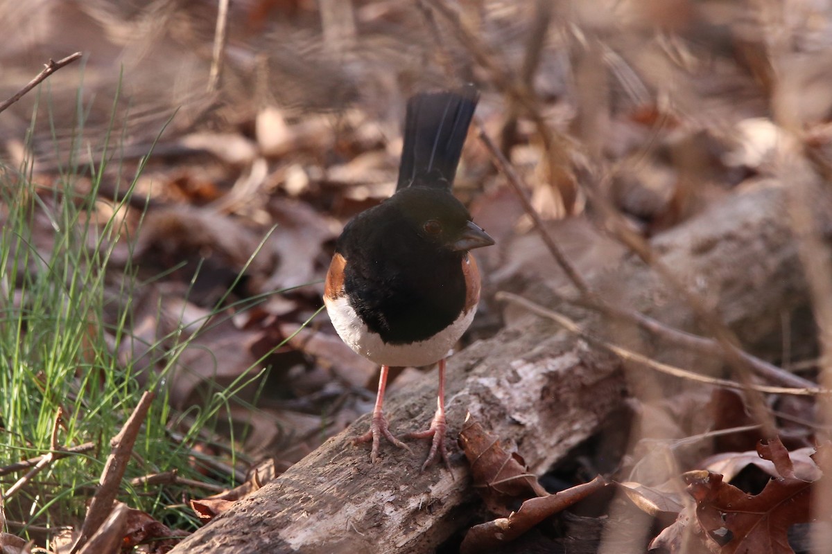 Красноглазый тохи - ML652346180