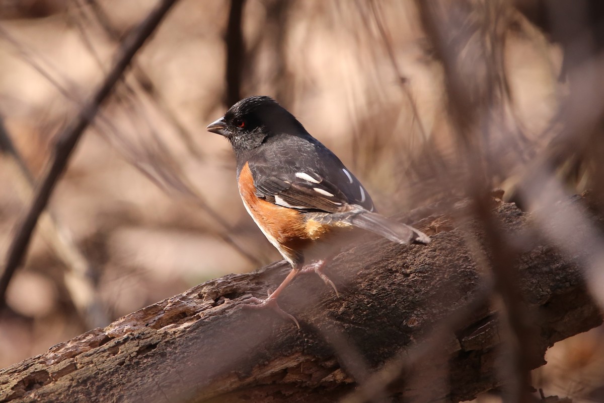 Красноглазый тохи - ML652346199