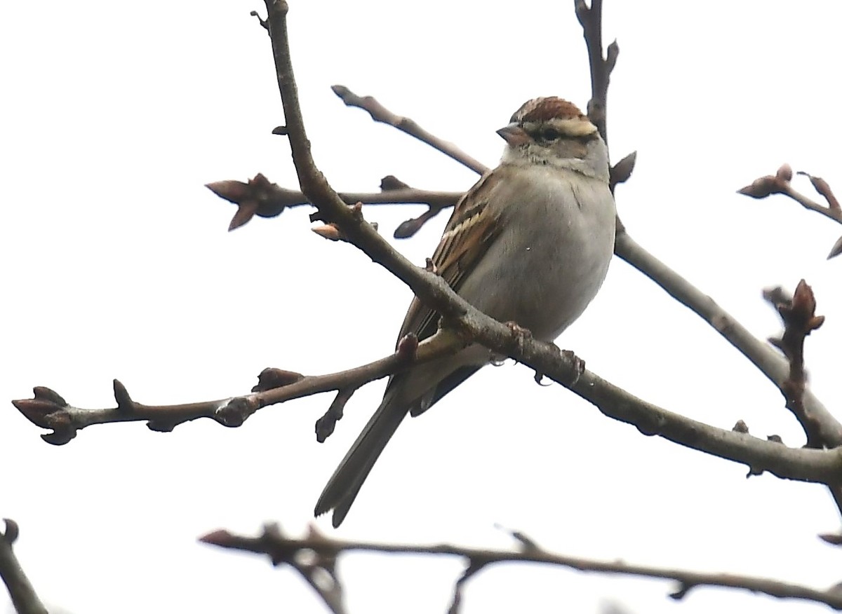Chingolo Cejiblanco - ML652346214