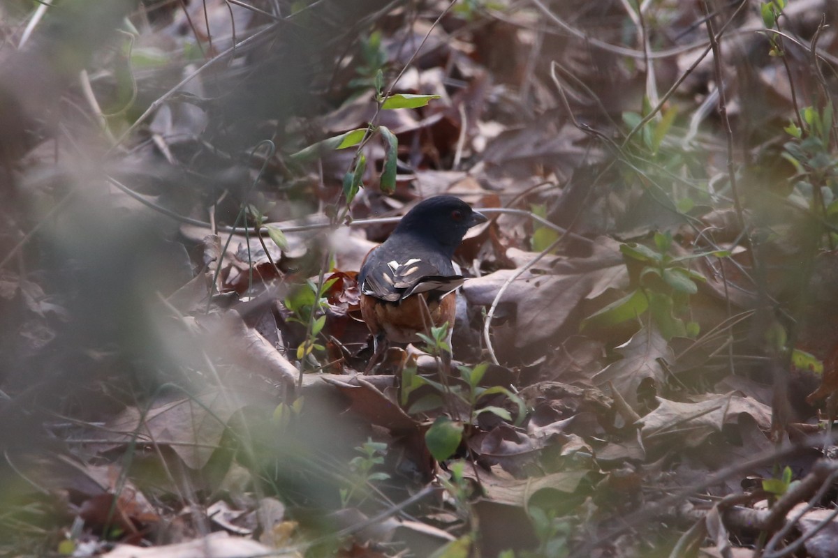 Красноглазый тохи - ML652346308