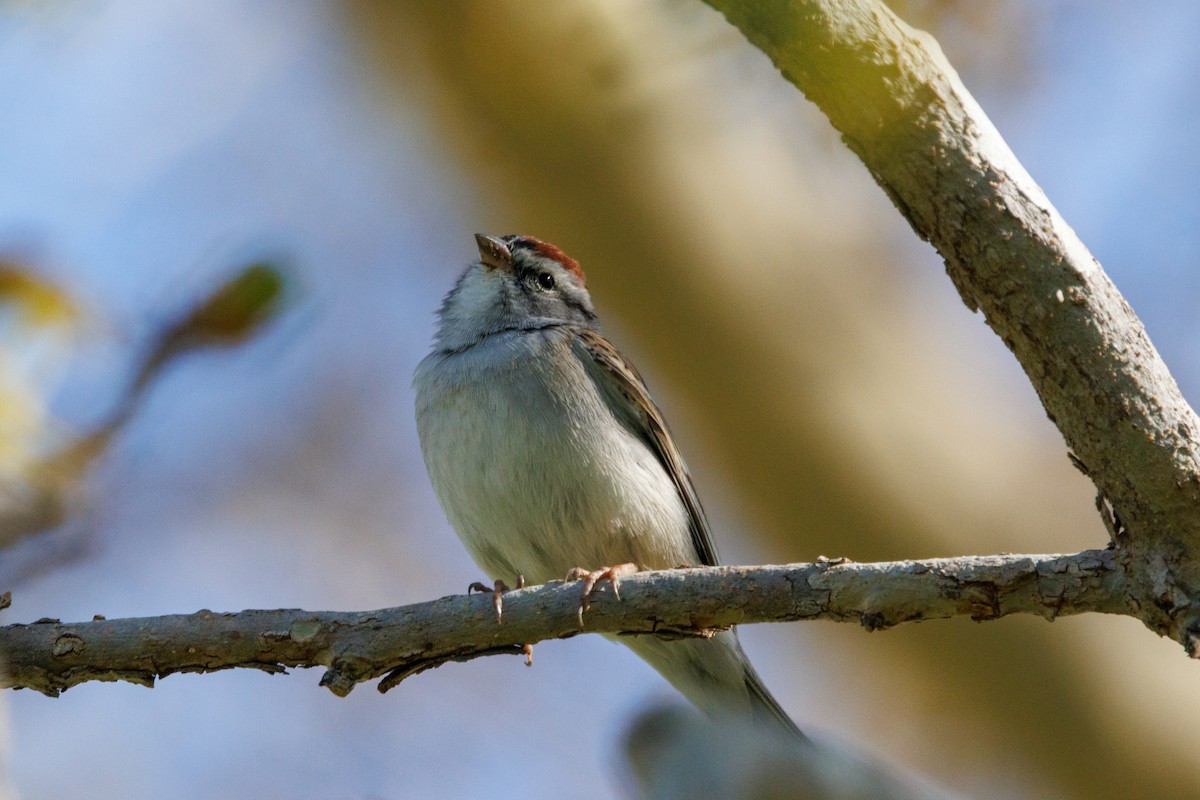 Chingolo Cejiblanco - ML652346309