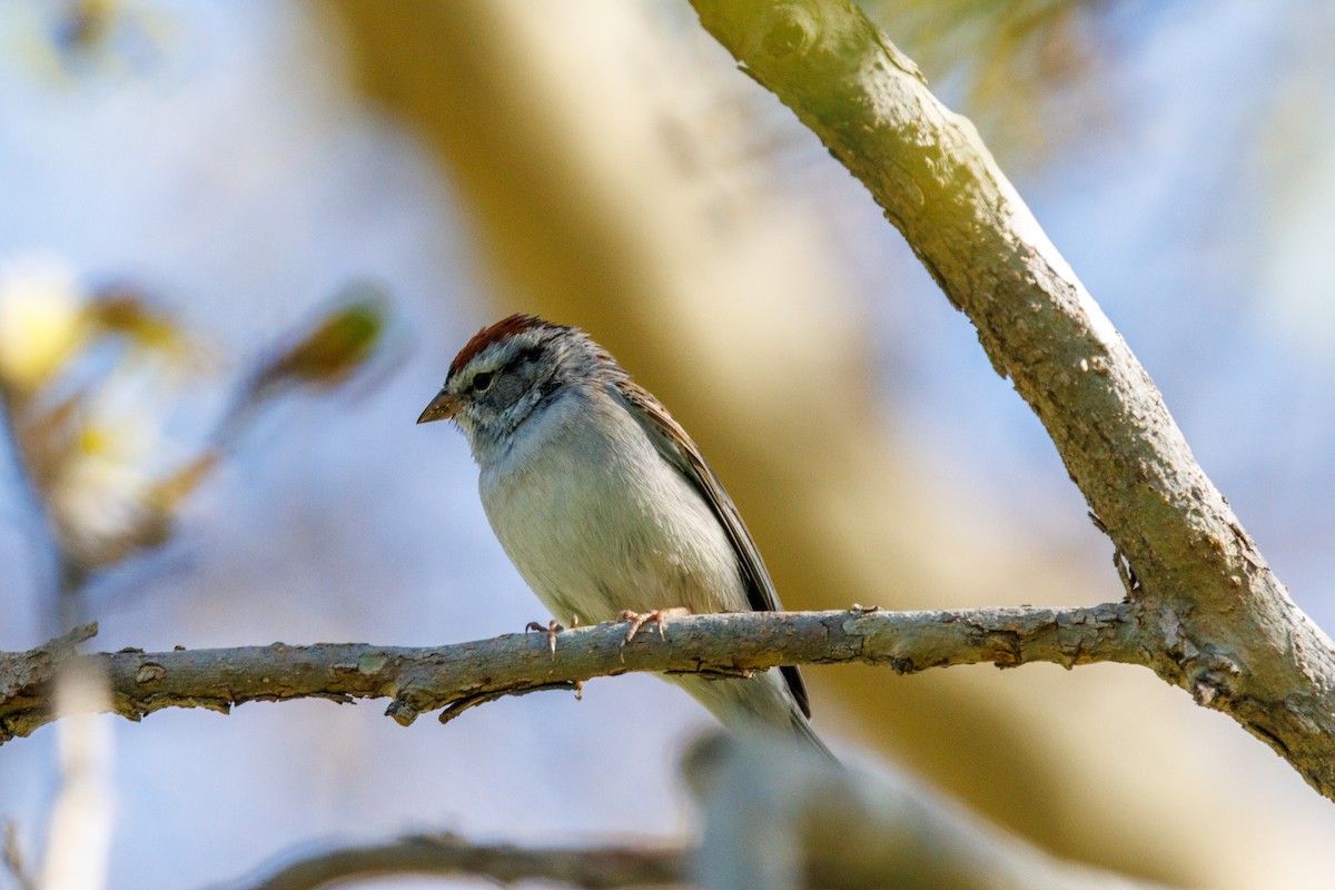 Chingolo Cejiblanco - ML652346310
