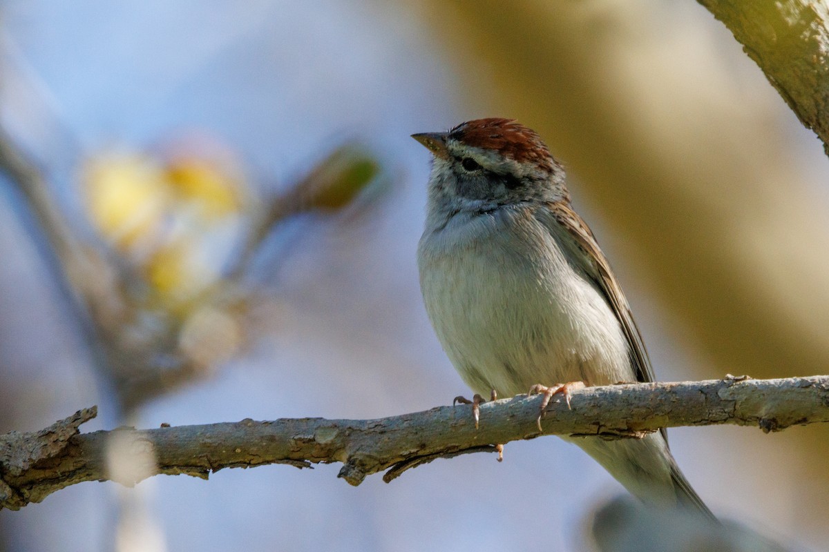 Chingolo Cejiblanco - ML652346311
