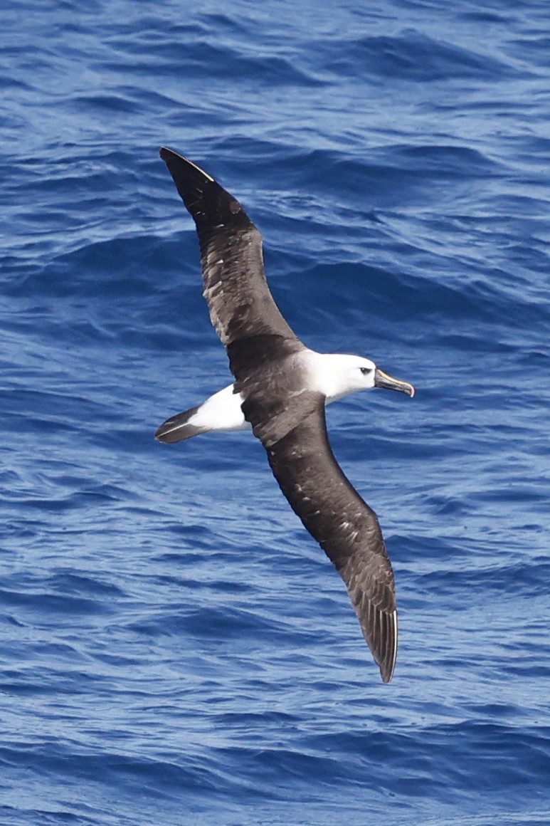 Atlantic Yellow-nosed Albatross - ML652346329