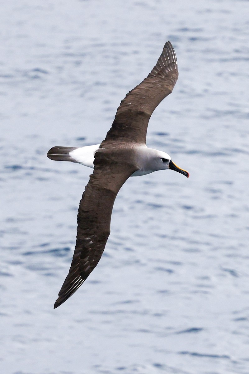 Atlantic Yellow-nosed Albatross - ML652346457
