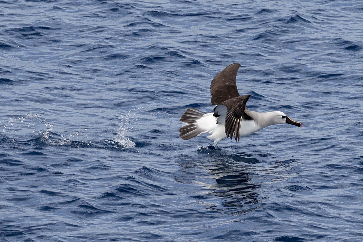 Atlantic Yellow-nosed Albatross - ML652346458
