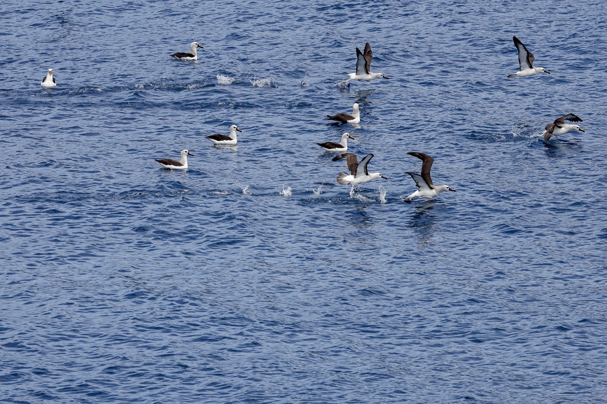 Atlantic Yellow-nosed Albatross - ML652346459