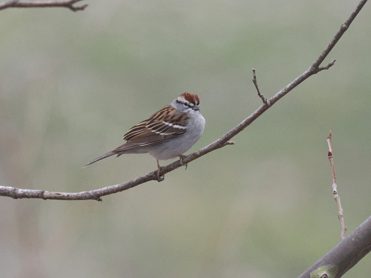 Chingolo Cejiblanco - ML652346784