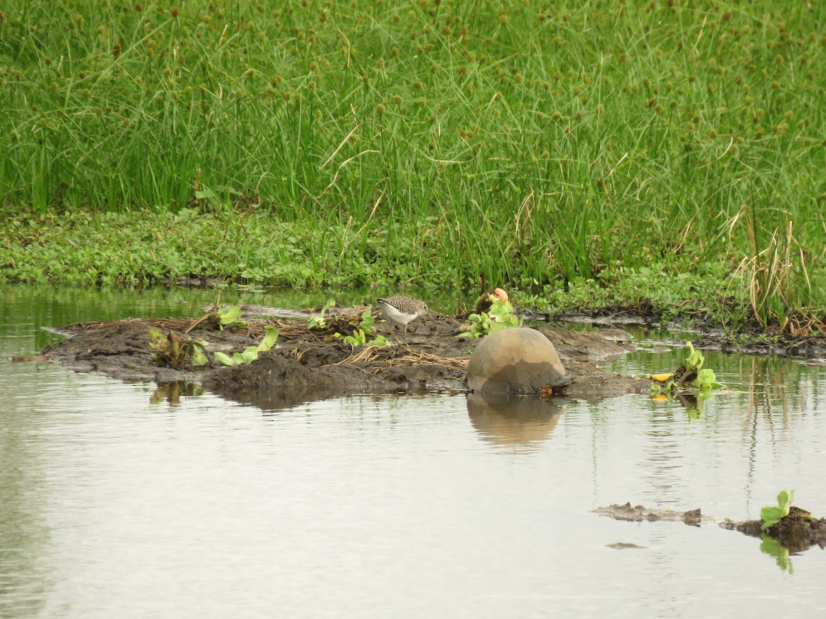 Solitary Sandpiper - ML652347084