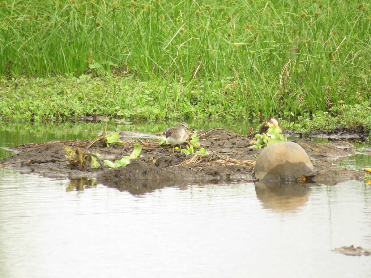 Solitary Sandpiper - ML652347086