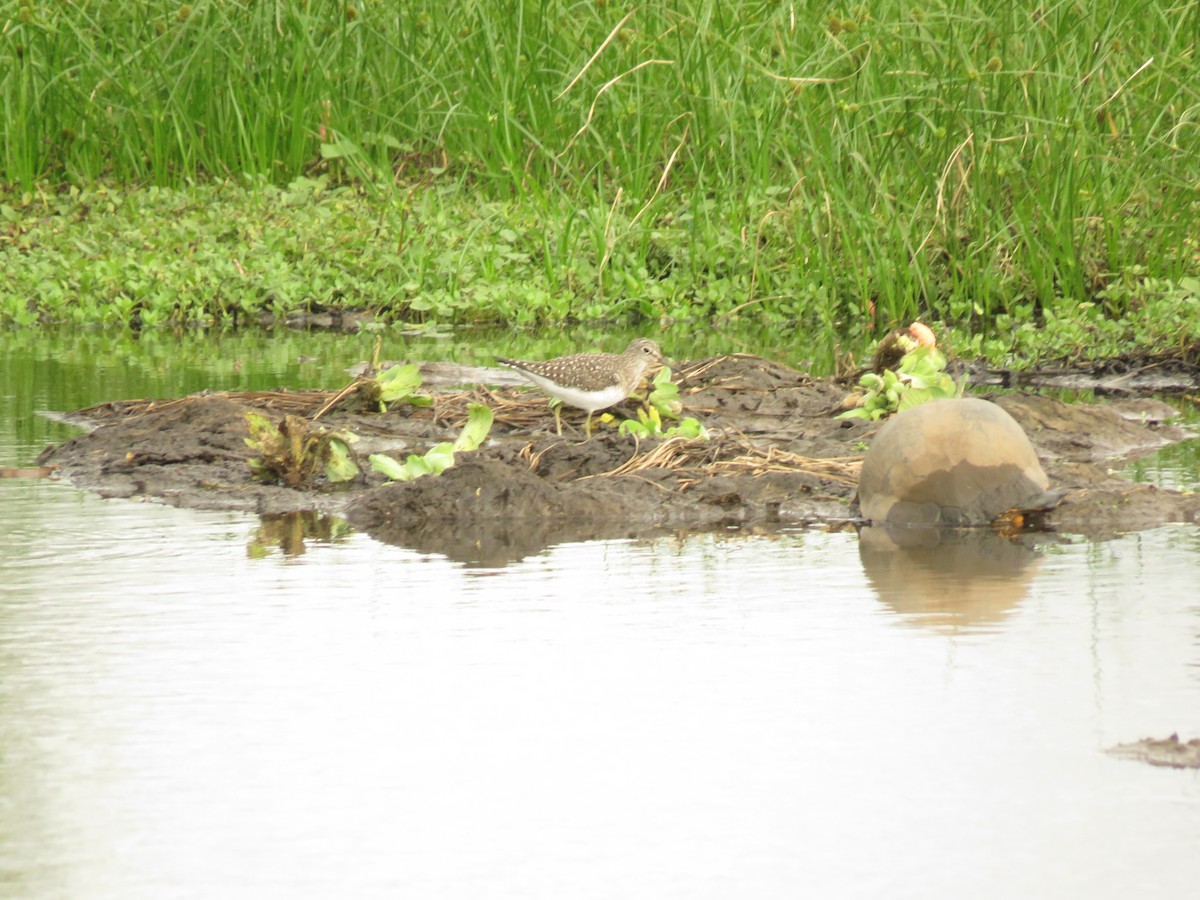 Solitary Sandpiper - ML652347087