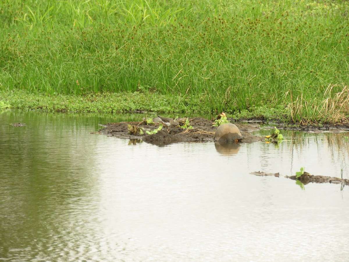 Solitary Sandpiper - ML652347088