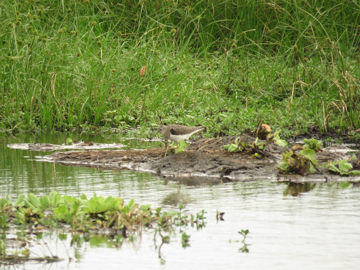 Solitary Sandpiper - ML652347090