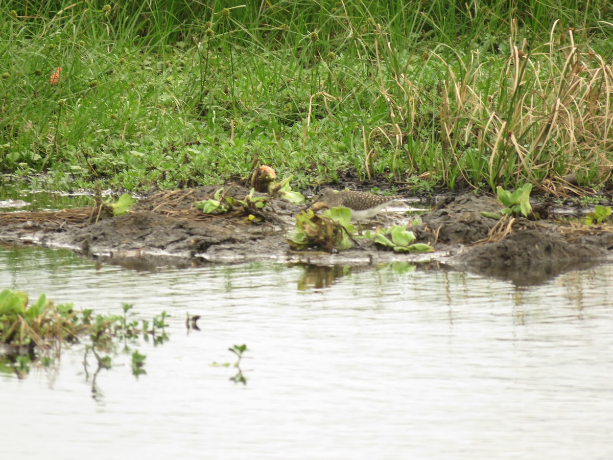 Solitary Sandpiper - ML652347091