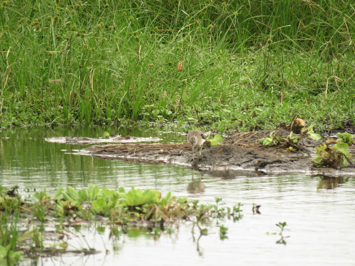 Solitary Sandpiper - ML652347092