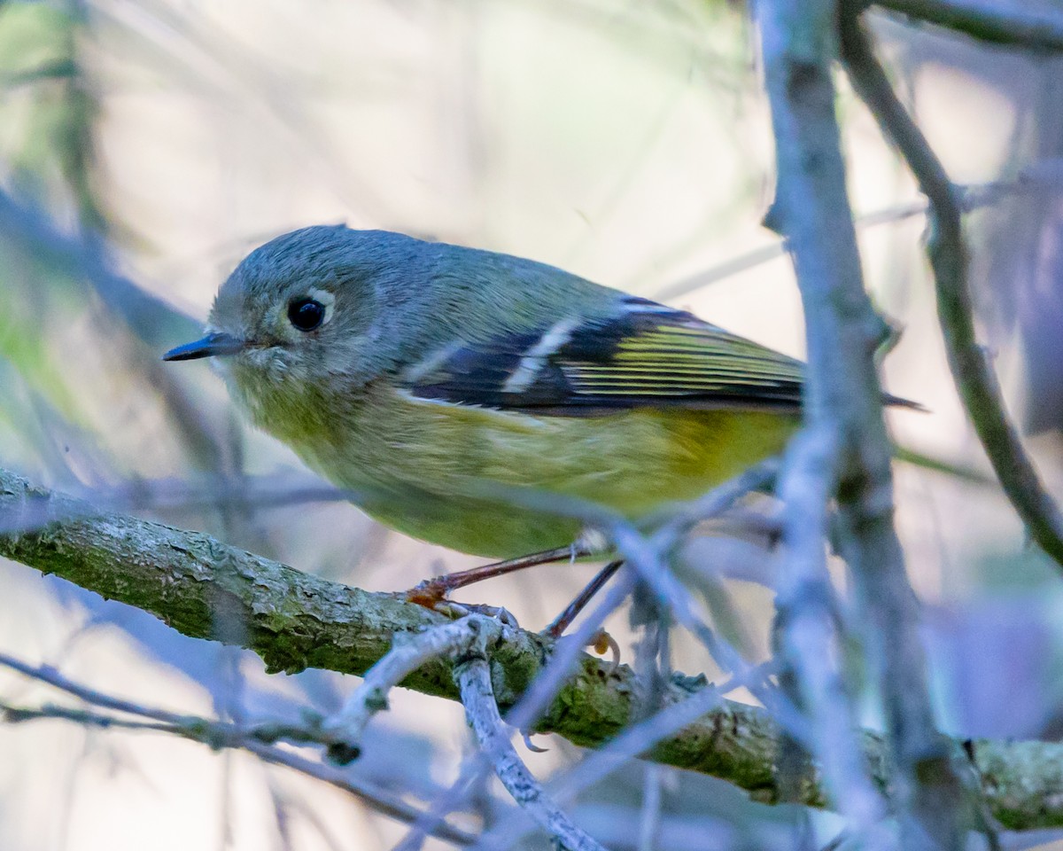 Ruby-crowned Kinglet - ML652347194