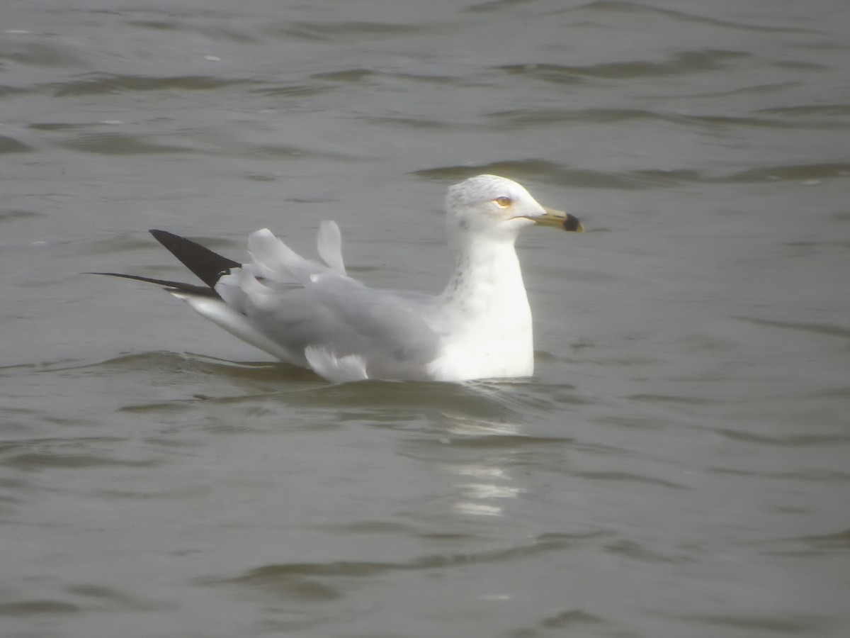 Goéland à bec cerclé - ML652347434