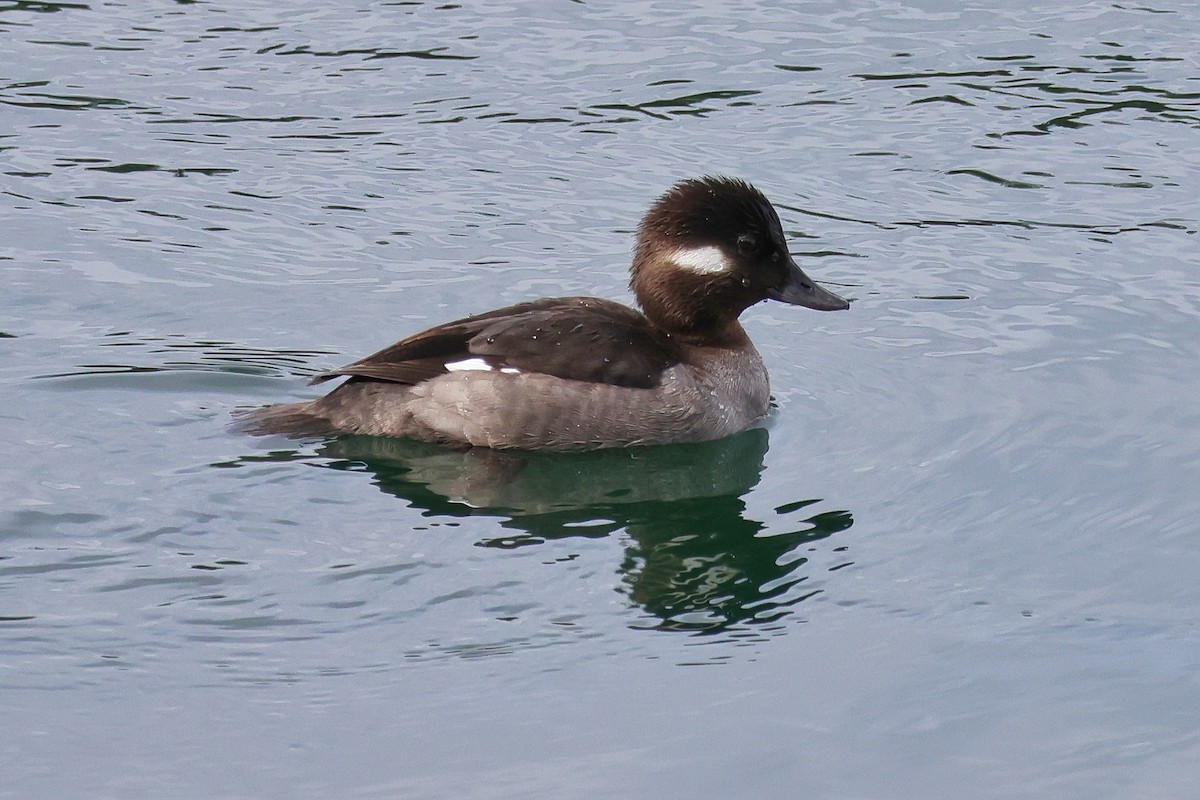 Murgilari buruzuria - ML652347513