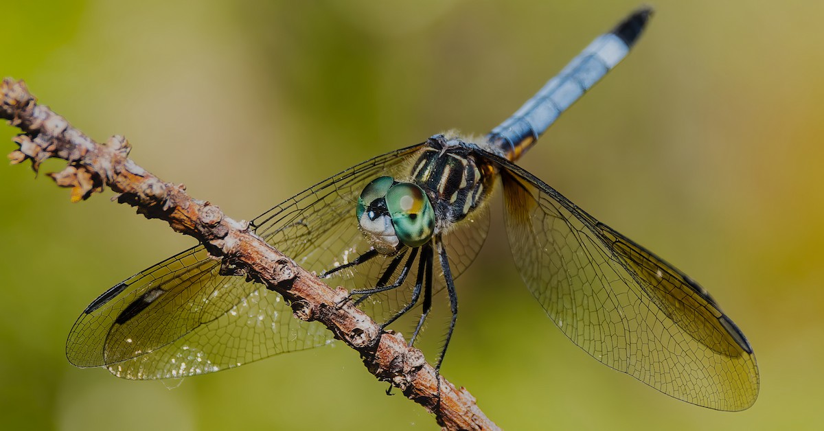 Blue Dasher - ML652347703