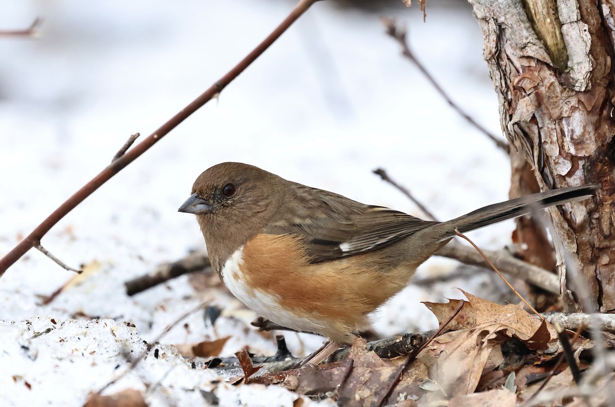 Красноглазый тохи - ML652348288