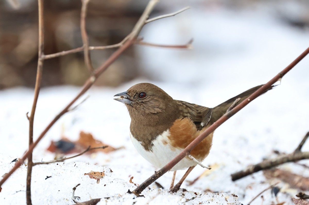 Красноглазый тохи - ML652348296