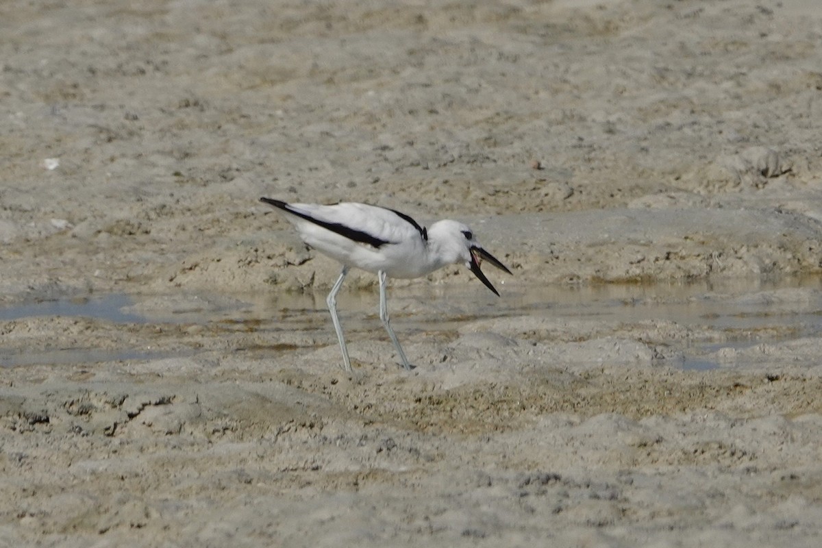 Reiherläufer - ML652348366