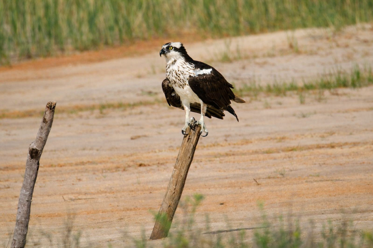 魚鷹 - ML652348467