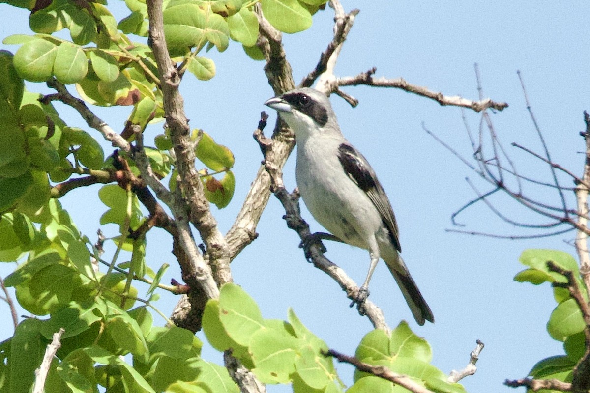White-banded Tanager - ML652348486