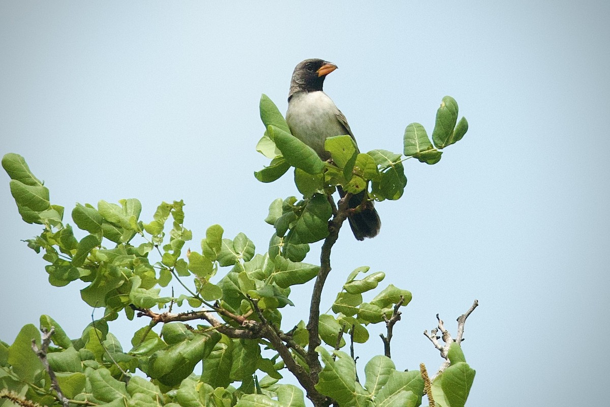 Black-throated Saltator - ML652348495