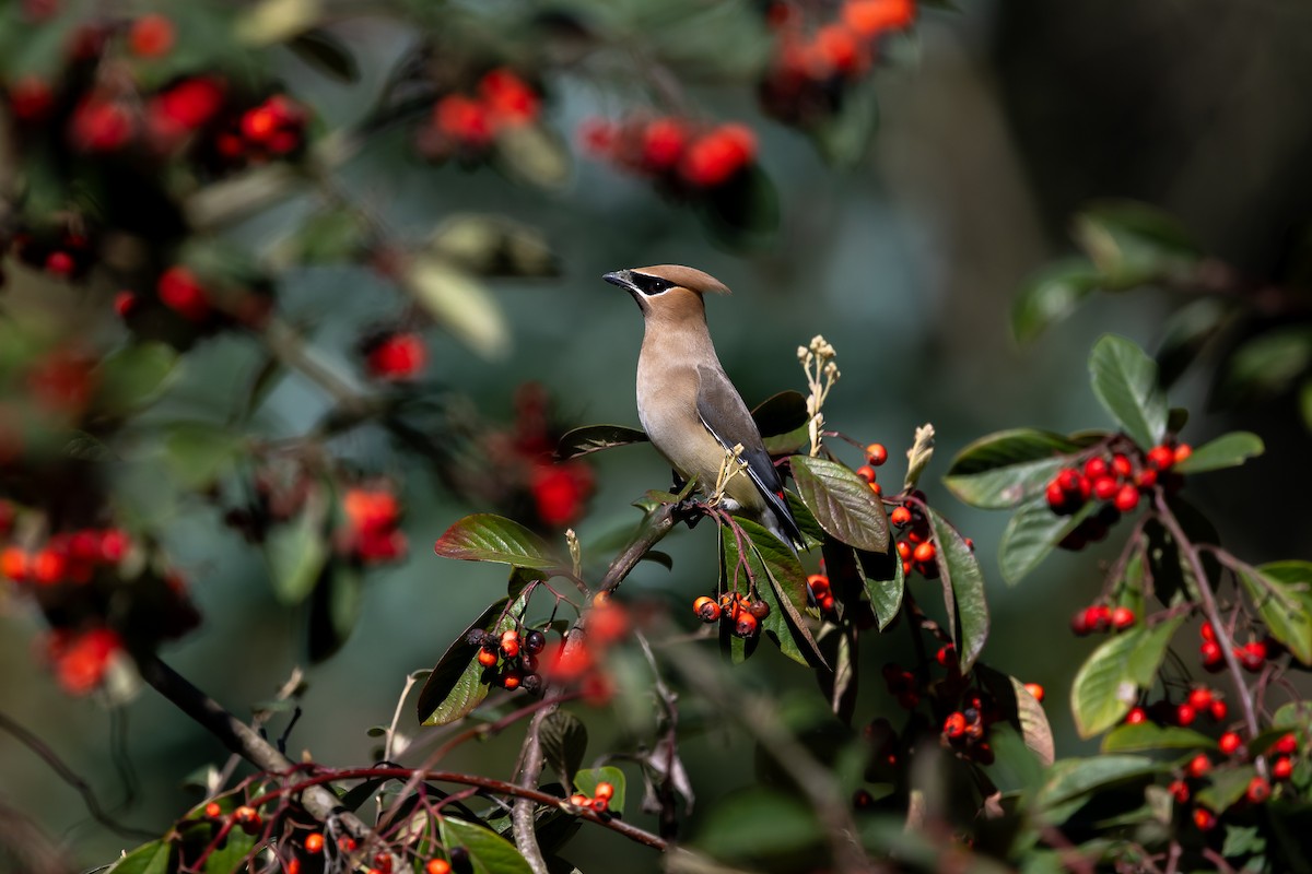 ヒメレンジャク - ML652349192