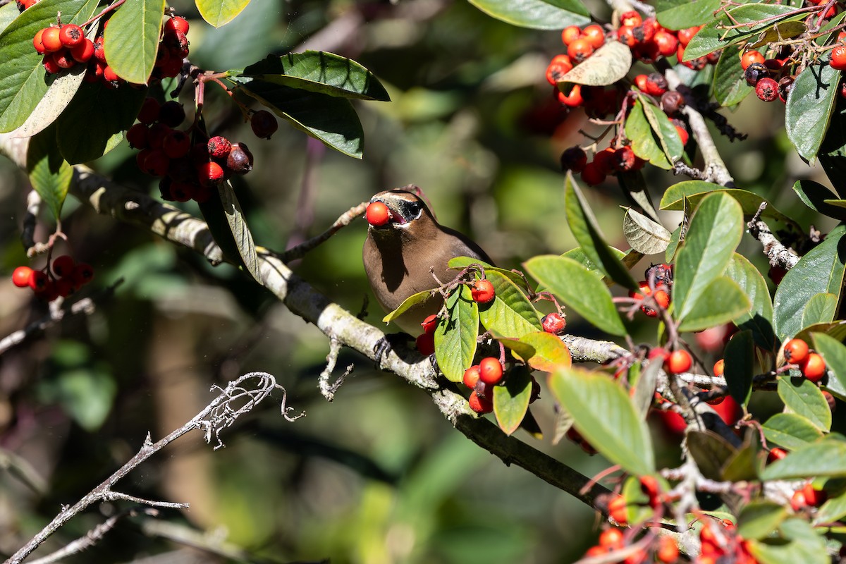 ヒメレンジャク - ML652349193