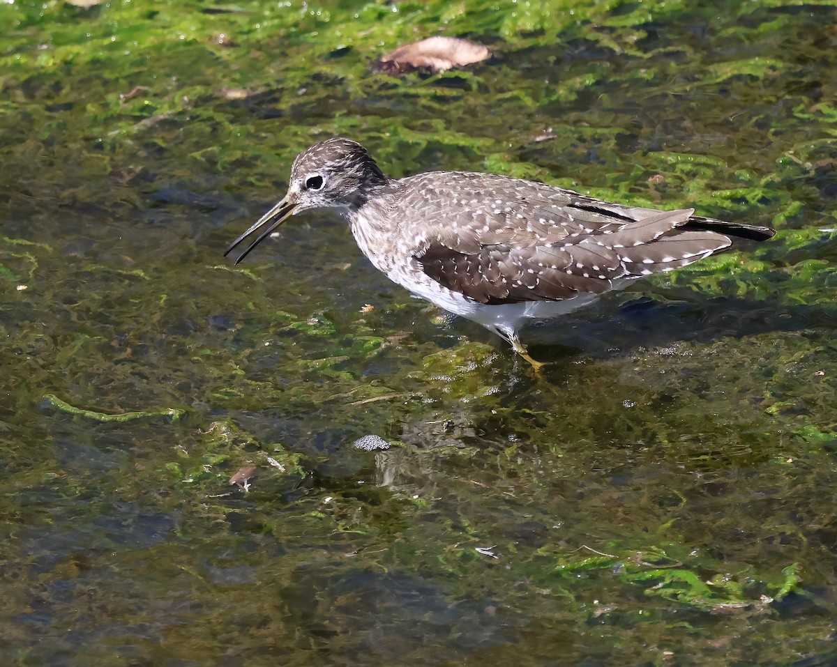 Solitary Sandpiper - ML652349226