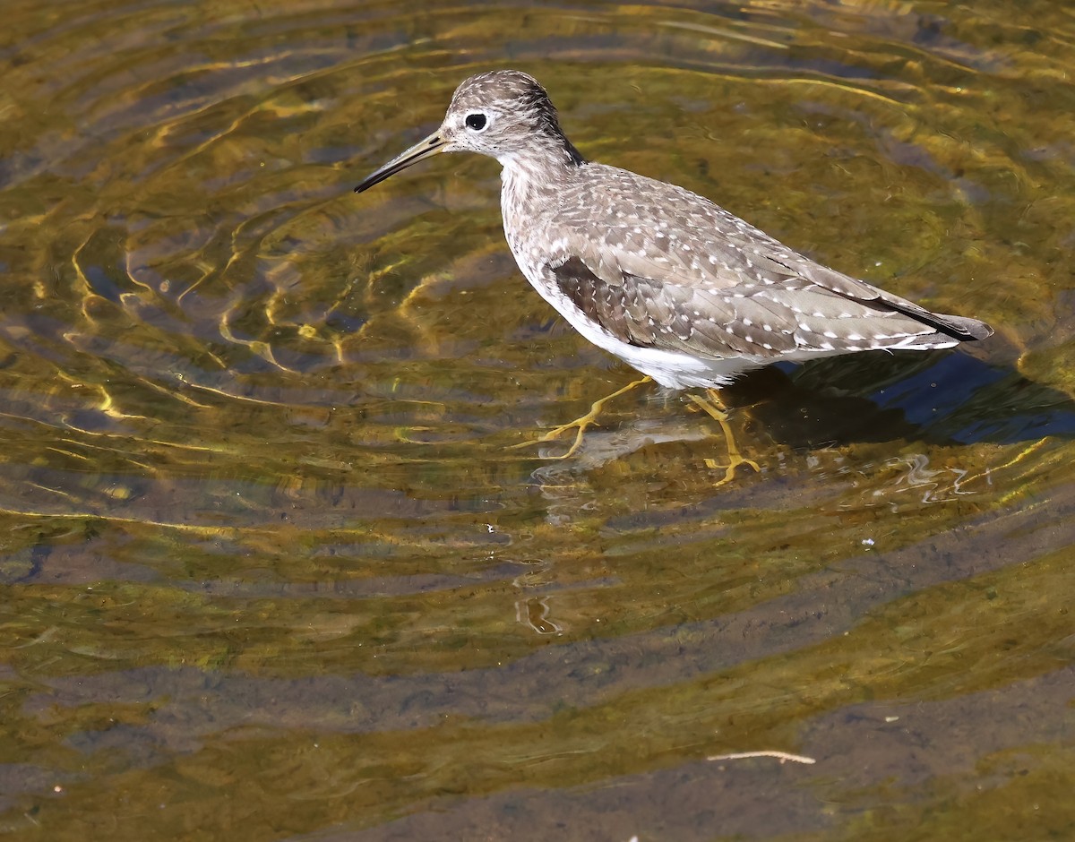Solitary Sandpiper - ML652349227