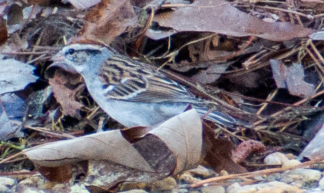 Chingolo Cejiblanco - ML652349460