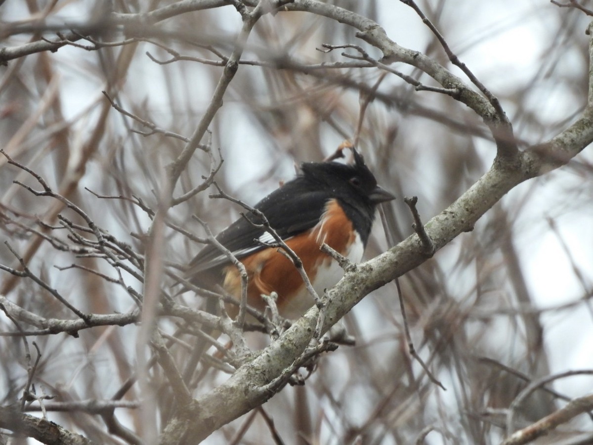 Красноглазый тохи - ML652349519