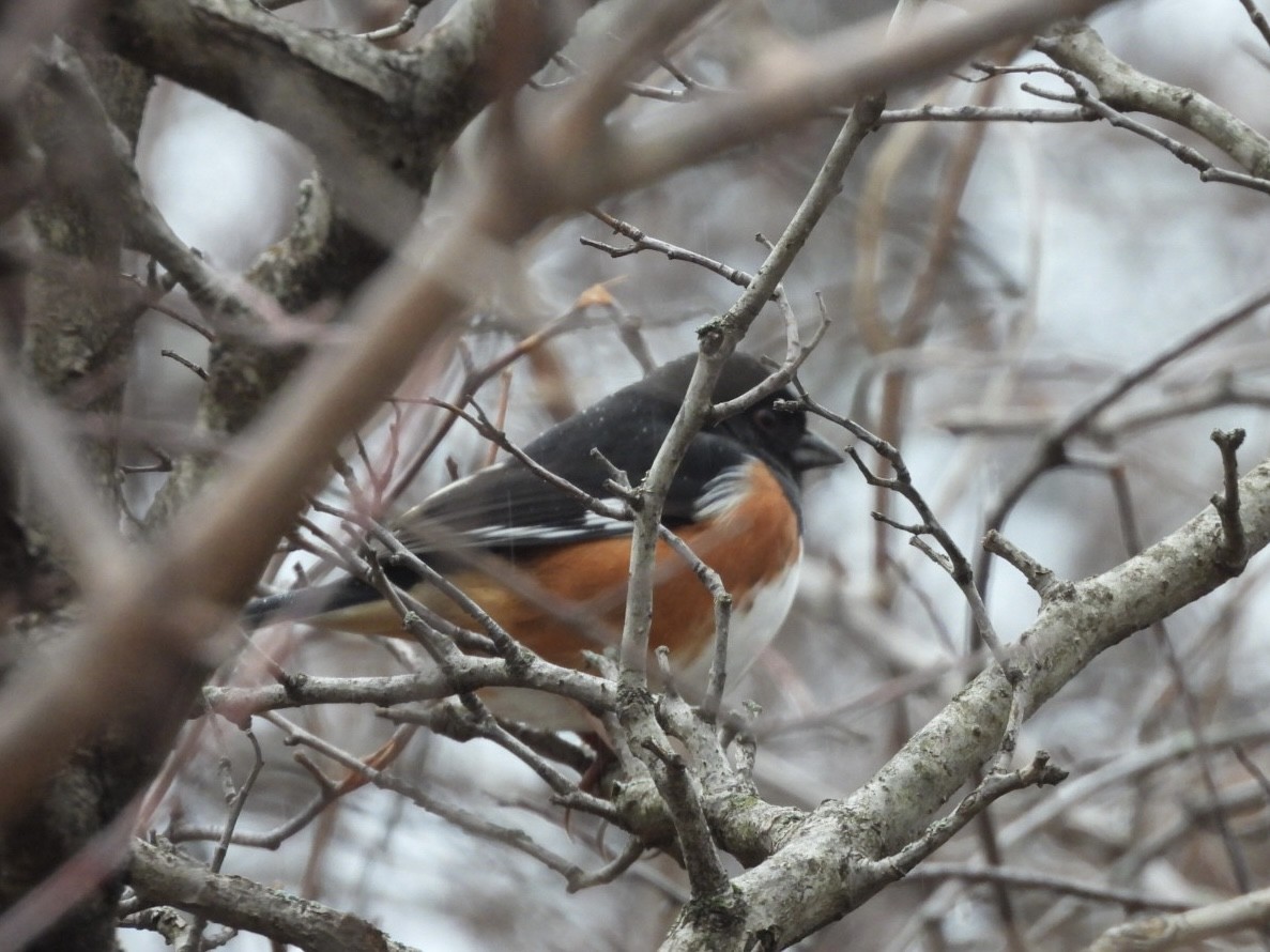 Красноглазый тохи - ML652349520