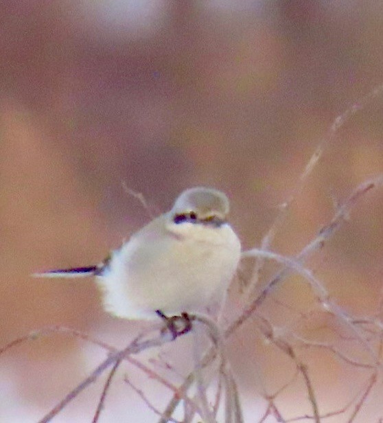 eBird Checklist - 7 Mar 2026 - Ayrhill Farms - 2 species