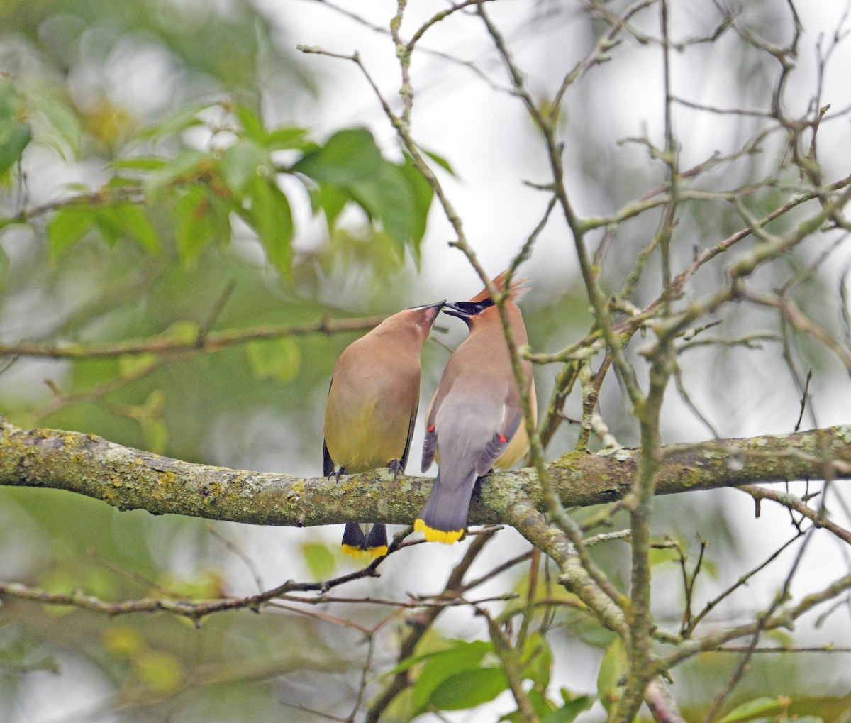 ヒメレンジャク - ML652349914