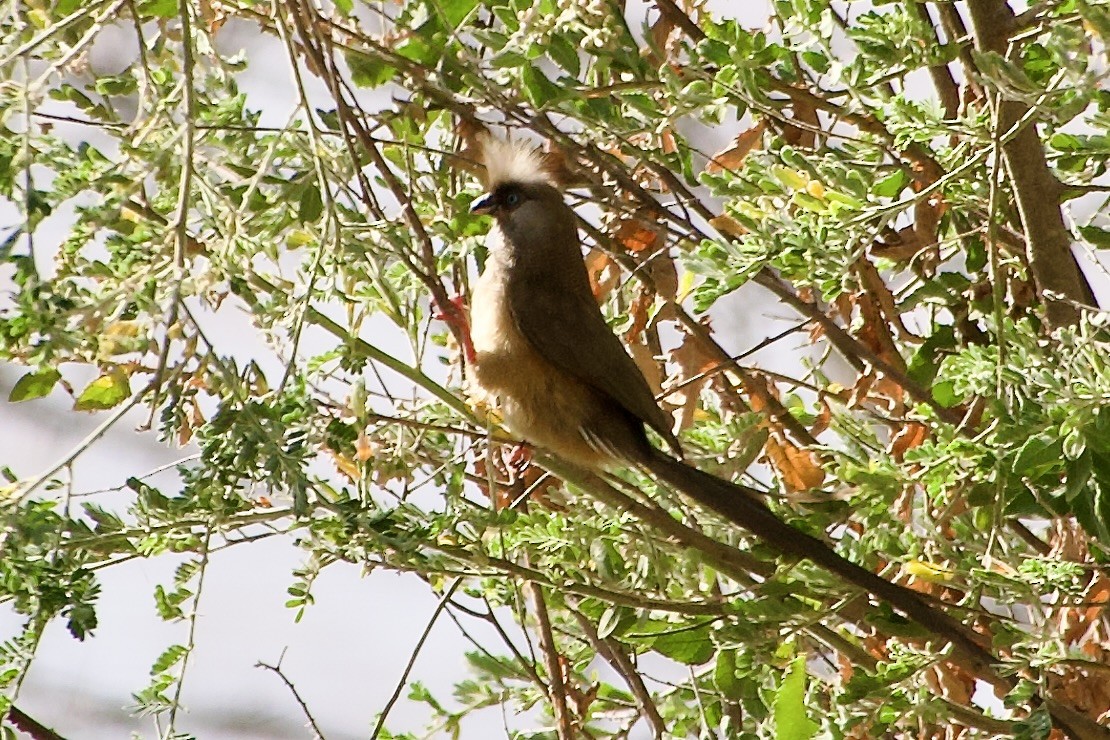 Speckled Mousebird - ML652350041