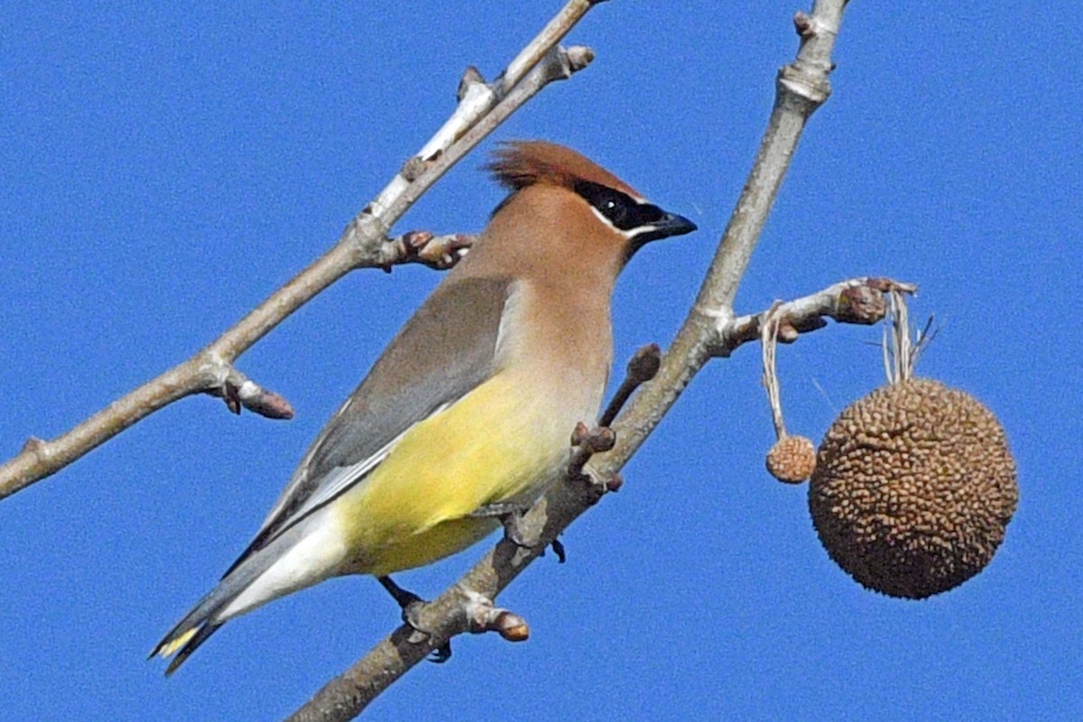 ヒメレンジャク - ML652350295